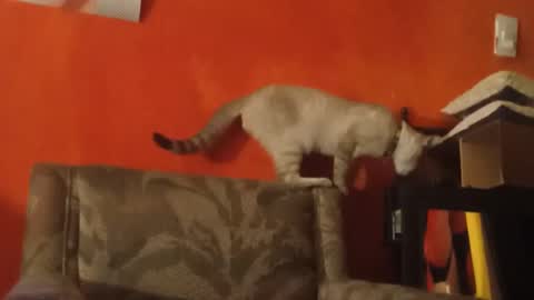 lanasexyass online show from March 23, 8:02 pm