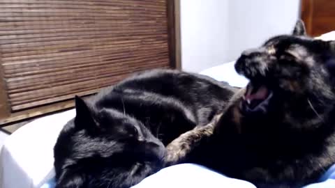 Lance online show from December 12, 12:38 am