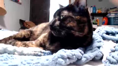 Snapshot of lancehardin chatting on March 11, 11:11 pm Lance online show from March 11, 11:11 pm