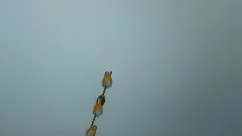 Snapshot of lauramirage chatting on December 30, 7:26 am LauraMirage online show from December 30, 7:26 am