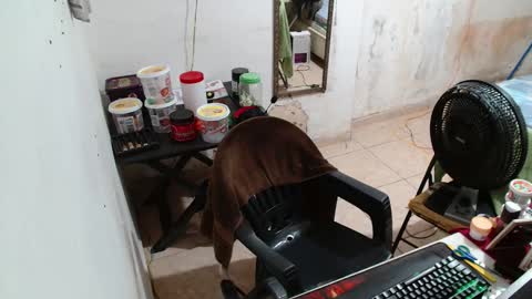 leonino231 online show from December 15, 4:06 am