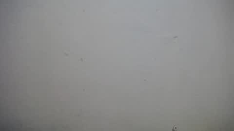 lisa_branch online show from November 3, 10:38 am