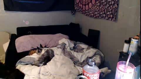 londonray online show from November 15, 11:40 am