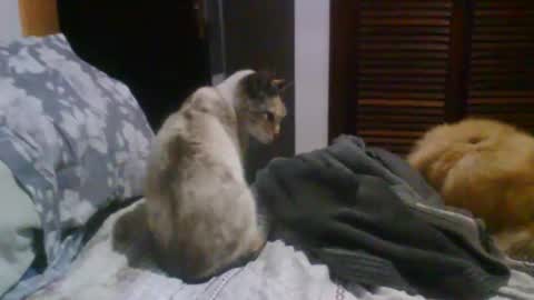 lucas online show from October 19, 9:37 pm