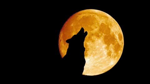 mastersex1001 online show from December 21, 1:13 am