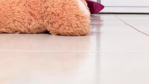 Alexa online show from February 16, 8:16 pm