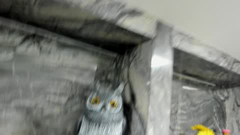 Danika online show from October 1, 11:05 am