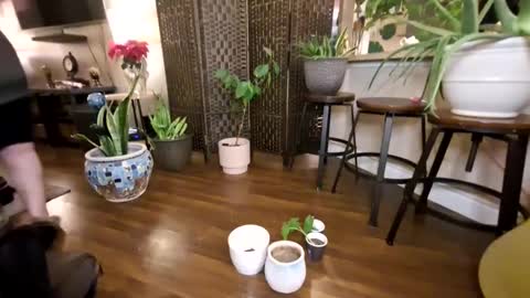 Bhadbarbie online show from January 21, 12:39 pm