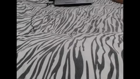 Molly And Brad online show from December 3, 3:09 am