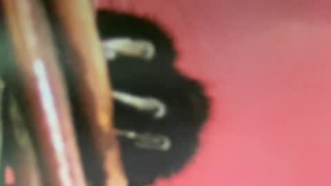 msduss351 online show from February 2, 1:08 pm