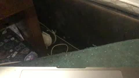 Tara Jane online show from January 11, 5:29 pm