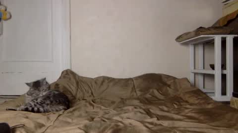 Snapshot of muse_online chatting on December 4, 11:41 am Muse Ali online show from December 4, 11:41 am