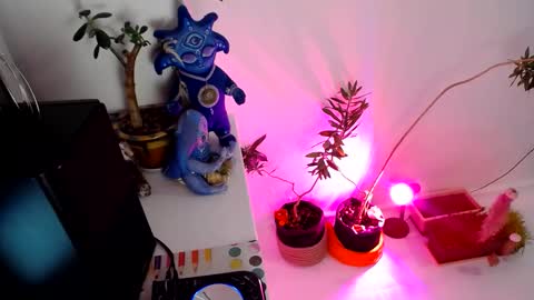 Snapshot of muse_online chatting on December 31, 2:14 pm Muse Ali online show from December 31, 2:14 pm