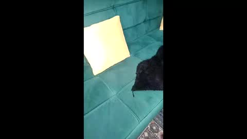 call me sheyda online show from April 21, 9:06 pm