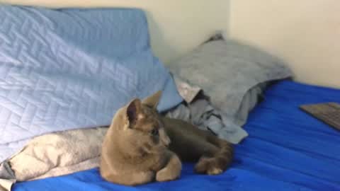 Snapshot of nickjordan1 chatting on December 19, 12:34 am Nicolas online show from December 19, 12:34 am