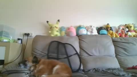 Brian and Logan Brogan online show from January 18, 7:34 am