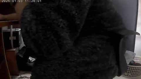 nineinchhard online show from January 3, 11:25 am