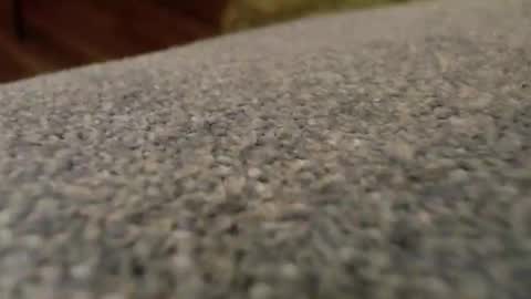 Snapshot of npbear chatting on December 15, 6:50 am Bearman online show from December 15, 6:50 am