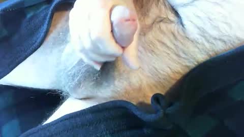 o269x2 online show from February 13, 6:38 pm