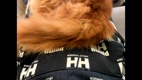 oggs48 online show from November 1, 1:46 pm