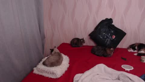 Snapshot of olivia_redd chatting on December 17, 8:54 pm Olivia online show from December 17, 8:54 pm