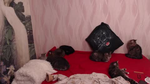 Snapshot of olivia_redd chatting on February 5, 8:46 pm Olivia online show from February 5, 8:46 pm