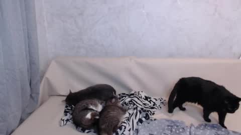 Snapshot of olivia_redd chatting on September 19, 11:38 pm Olivia online show from September 19, 11:38 pm