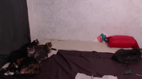 Olivia online show from February 4, 3:12 am