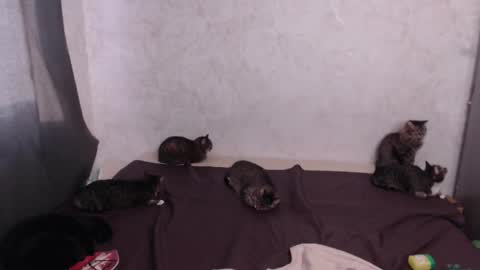 Olivia online show from March 20, 12:54 pm