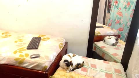 diana online show from September 13, 5:24 pm