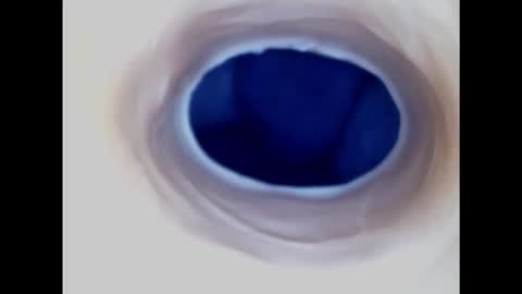 Snapshot of paulainoscente chatting on January 30, 10:08 am Paula 18 Aninhos online show from January 30, 10:08 am