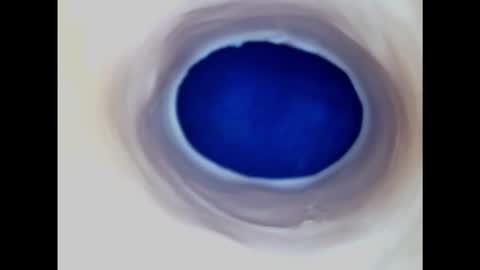 Snapshot of paulainoscente chatting on November 9, 7:34 pm Paula 18 Aninhos online show from November 9, 7:34 pm