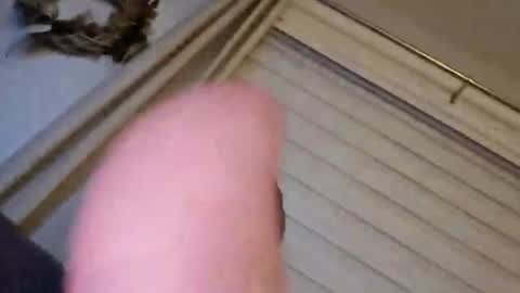 perfectdar online show from February 9, 1:55 am