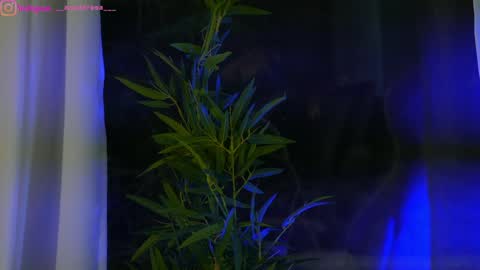 Dee online show from January 25, 12:37 pm