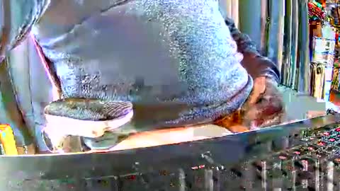 Snapshot of philache04 chatting on December 15, 9:46 am Gabu online show from December 15, 9:46 am