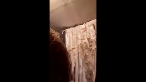 pizzedwife online show from February 4, 7:09 pm