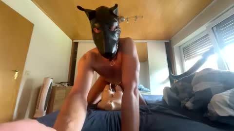 playdog123 online show from September 21, 11:56 am