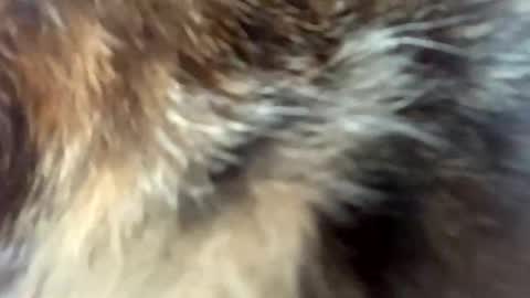 sweet angel baby  online show from April 3, 12:03 pm