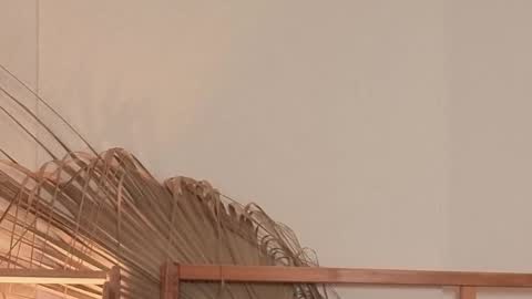 Polina online show from April 24, 5:54 am