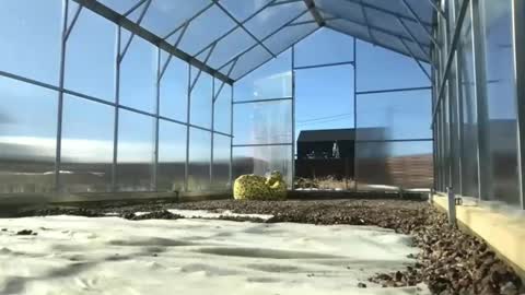 Queen of Pain online show from March 9, 10:30 am