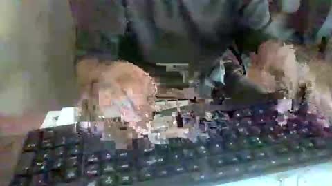 pup_y online show from September 17, 2:52 pm