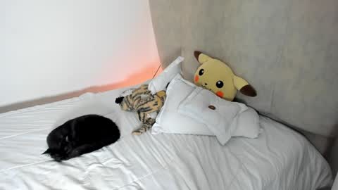 Snapshot of rachaeldeckard chatting on January 25, 8:10 am natalia - online show from January 25, 8:10 am