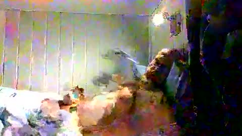 real_viking1 online show from December 17, 7:58 am