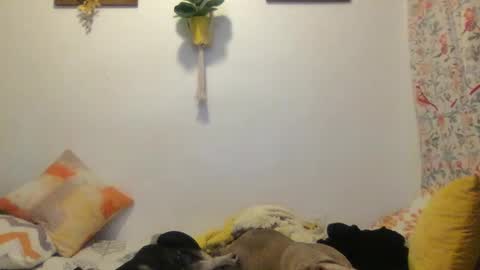 RoastingCorn online show from March 11, 3:59 am