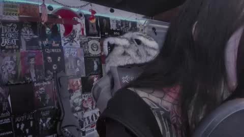 rot online show from March 1, 6:10 pm