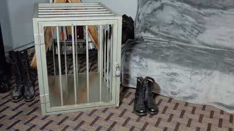 RoughnBootz online show from February 4, 3:11 am