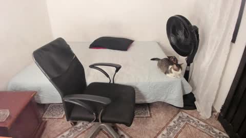 Julius Novachrono  online show from January 2, 11:38 pm