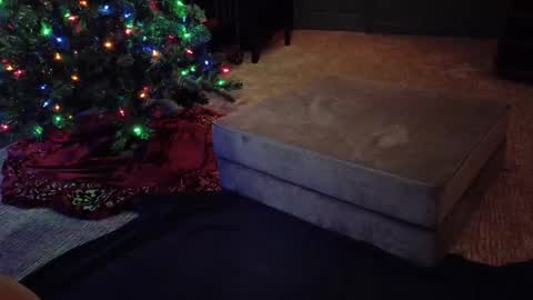 Scout has fun online show from December 10, 4:56 am