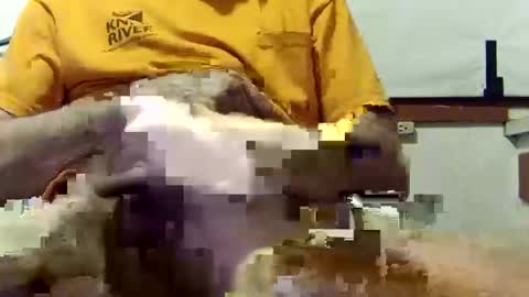 scoutiii online show from March 10, 10:37 am