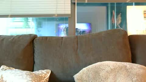 Snapshot of sebroyce chatting on June 14, 12:41 am Sebastian Royce online show from June 14, 12:41 am